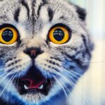 коти улюбленець