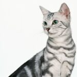 коти домашня тварина