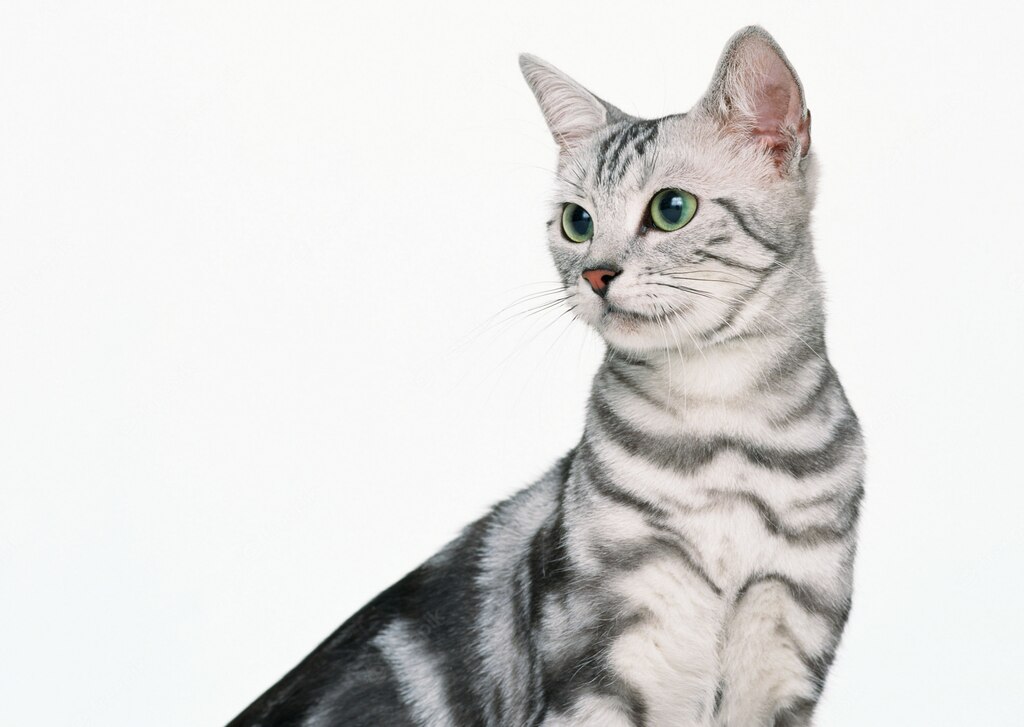 коти домашня тварина