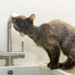 веселий кіт