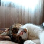 смішний кіт