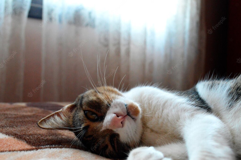 смішний кіт