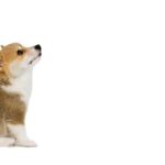 портрет собаки