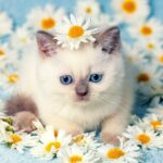 сіамська кішка