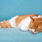 смішний кіт