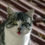 смішний кіт