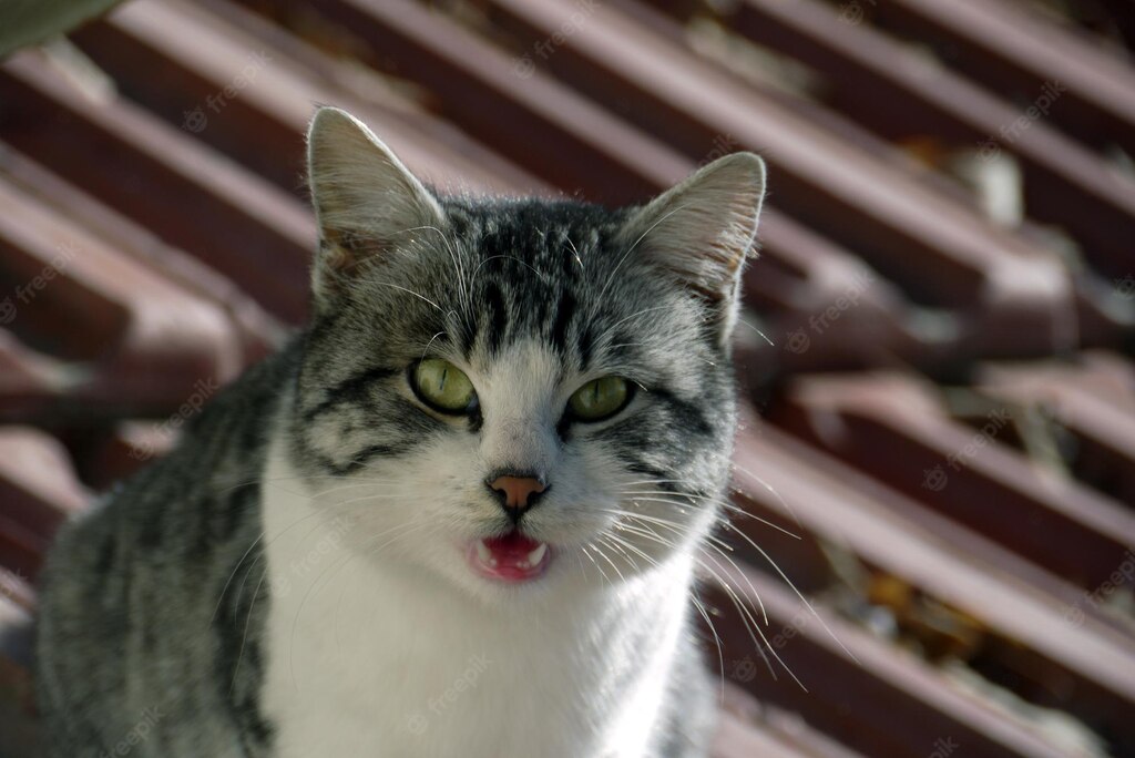 смішний кіт