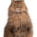 персидський кіт