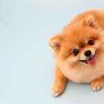 померанський шпіц