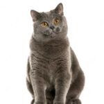 британська короткошерста