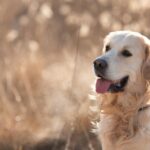 собака грає