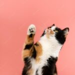 щасливий кіт