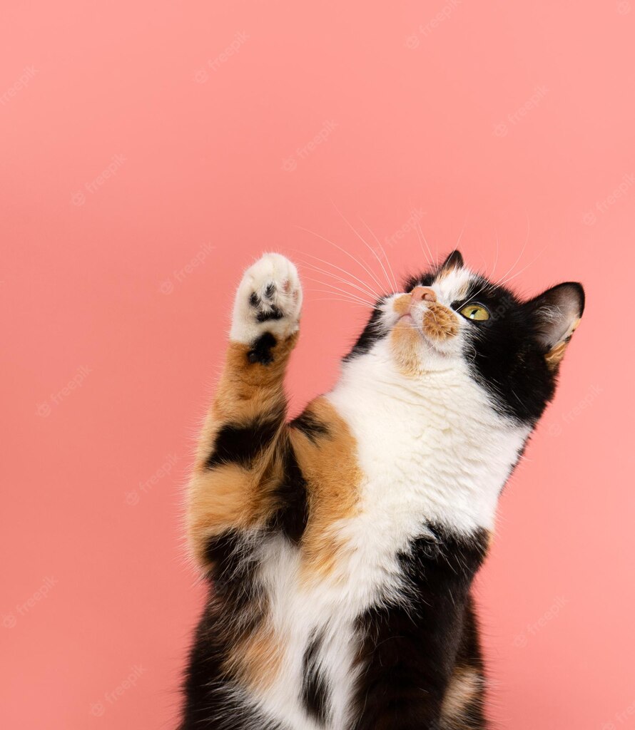 щасливий кіт