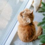 коти домашня тварина