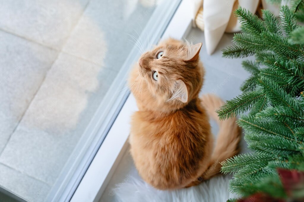 коти домашня тварина