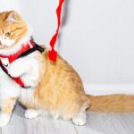 смішний кіт