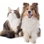 собака кішка