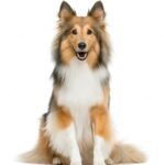 собака сидить