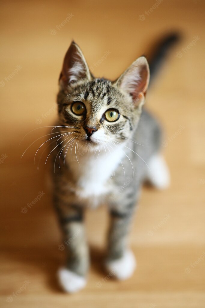 котячий будиночок