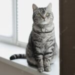 коти улюбленець