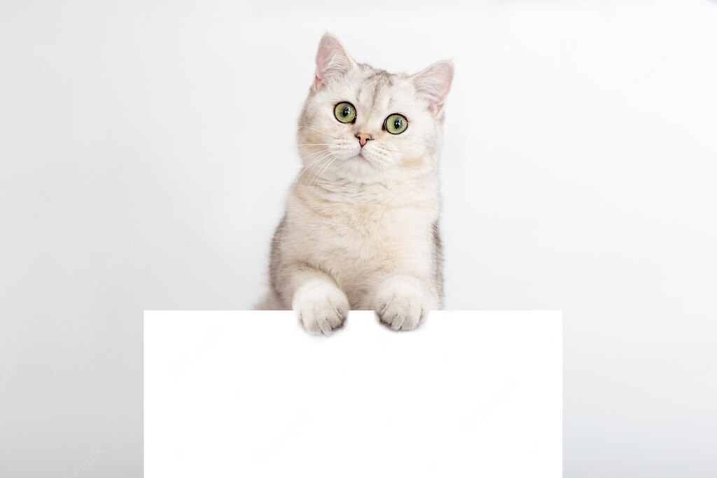 макет сторінки