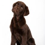 лабрадор ретрівер