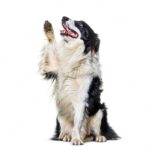 бордер-коллі