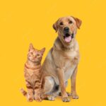 лабрадор ретривер