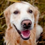 лабрадор ретрівер