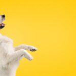 золотистий пес