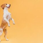 собака домашні тварини