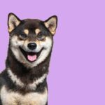 собача посмішка