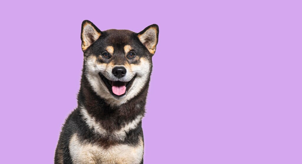 собача посмішка