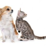 собака і кіт