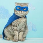 британська короткошерста