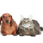 собака і кіт