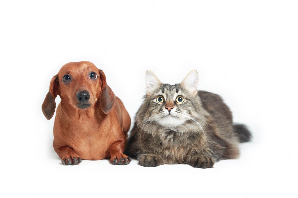 собака і кіт