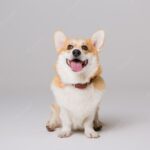 щасливий пес