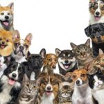 голова собаки