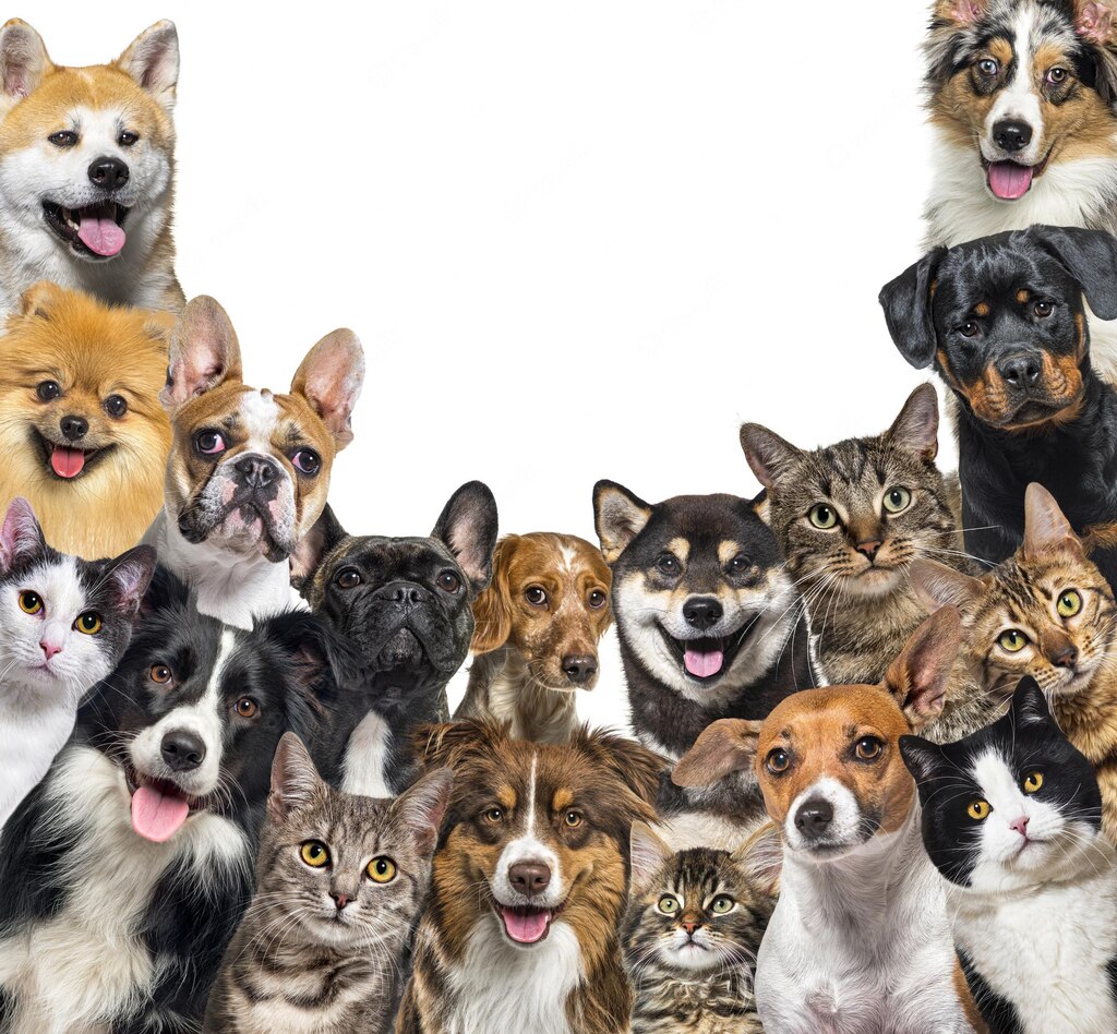 голова собаки