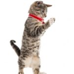 коти улюбленець