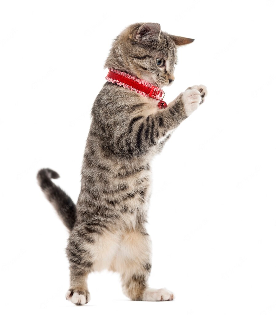 коти улюбленець