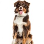 собака сидить