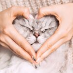 котяча любов