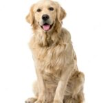 золотистий ретривер