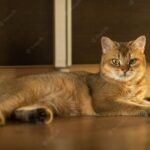 коти домашня тварина