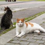коти домашня тварина