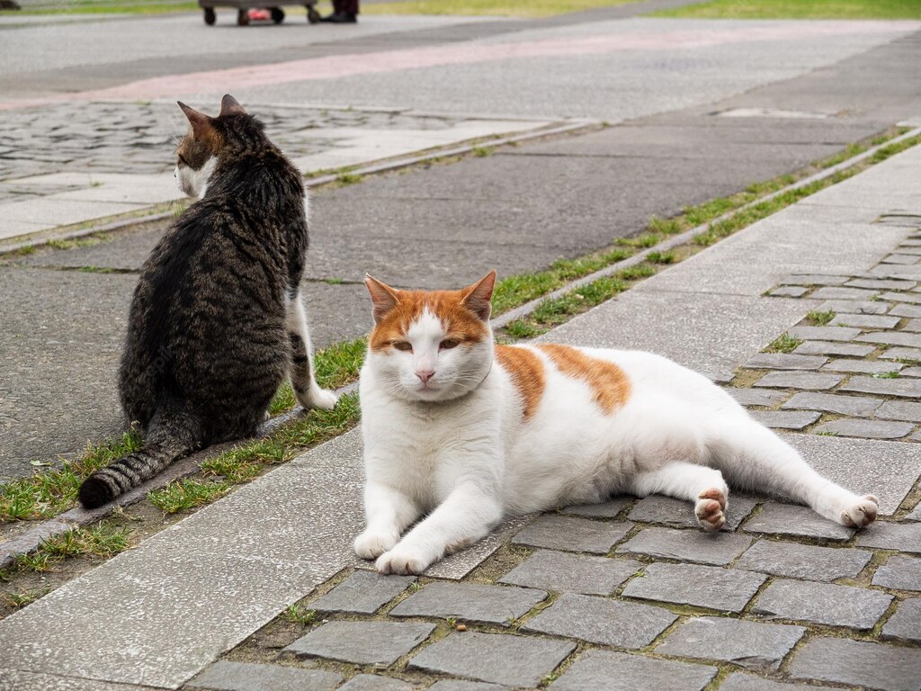 коти домашня тварина