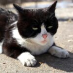 коти домашня тварина