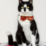 смішний кіт